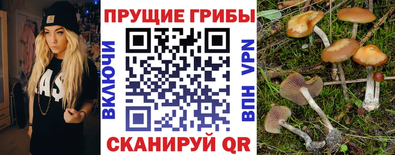 Псилоцибиновые грибы Psilocybine cubensis  как найти закладки  Крым 